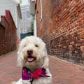 Exploring Pet-Friendly Southern Maryland: A Comprehensive Guide for Pet Owners