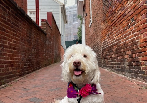 Exploring Pet-Friendly Southern Maryland: A Comprehensive Guide for Pet Owners